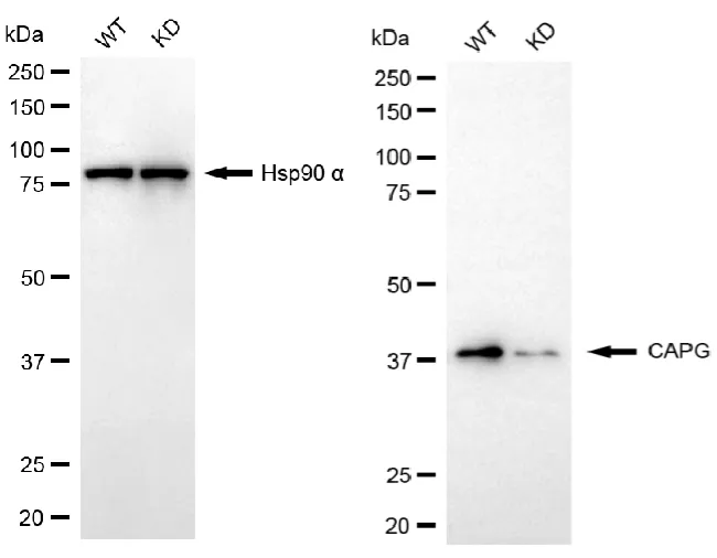 KD-Validated CAPG Recombinant Rabbit Monoclonal Antibody