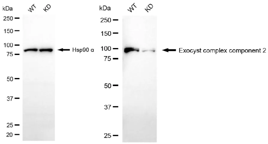 KD-Validated Exocyst Complex Component 2 Recombinant Rabbit Monoclonal Antibody