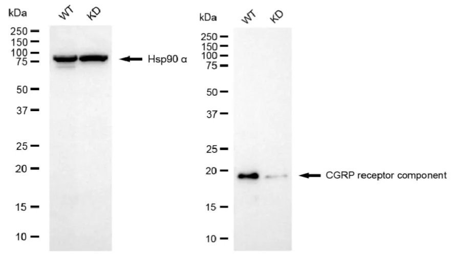 KD-Validated CGRP Receptor Component Recombinant Rabbit Monoclonal Antibody