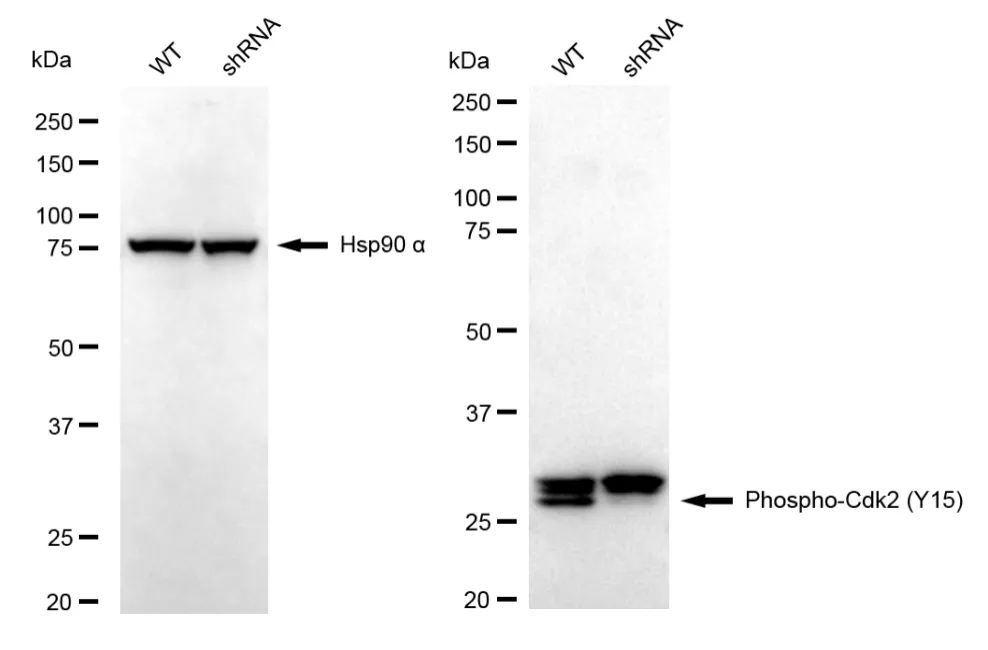 KD-Validated Phospho-Cdk2 (Y15) Recombinant Rabbit Monoclonal Antibody