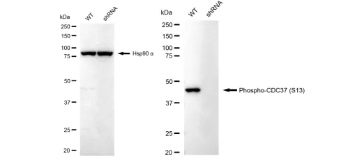 KD-Validated Phospho-CDC37 (S13) Recombinant Rabbit Monoclonal Antibody