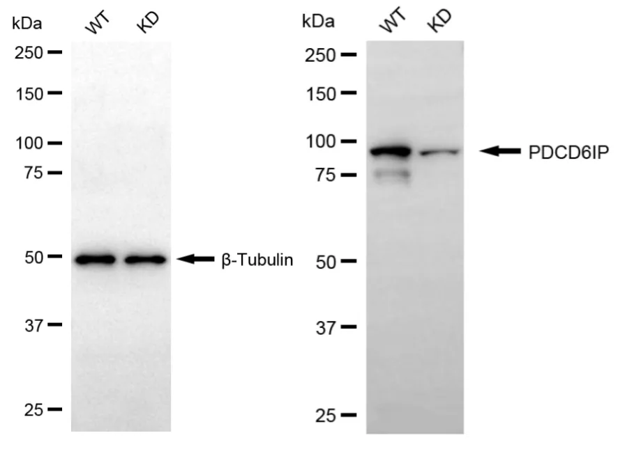 KD-Validated PDCD6IP Recombinant Rabbit Monoclonal Antibody