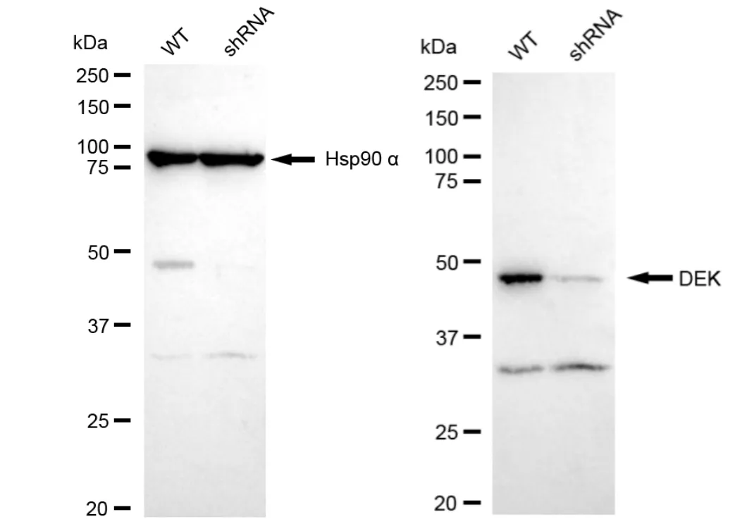 KD-Validated DEK Recombinant Rabbit Monoclonal Antibody
