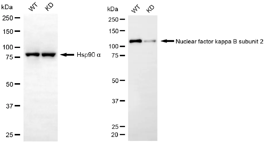 KD-Validated Nuclear Factor Kappa B Subunit 2 Recombinant Rabbit Monoclonal Antibody
