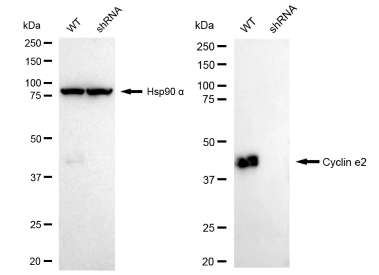 KD-Validated Cyclin e2 Recombinant Rabbit Monoclonal Antibody