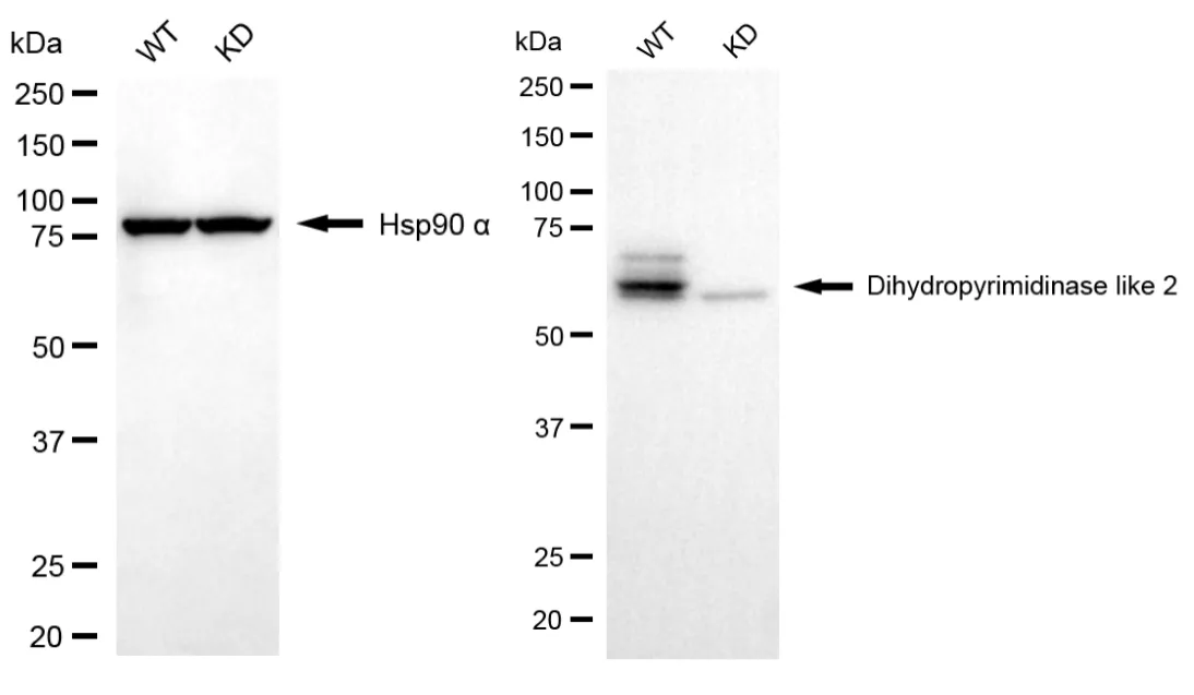 KD-Validated Dihydropyrimidinase Like 2 Recombinant Rabbit Monoclonal Antibody