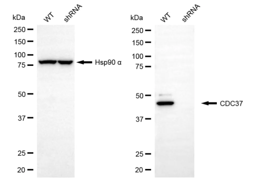 KD-Validated CDC37 Recombinant Rabbit Monoclonal Antibody