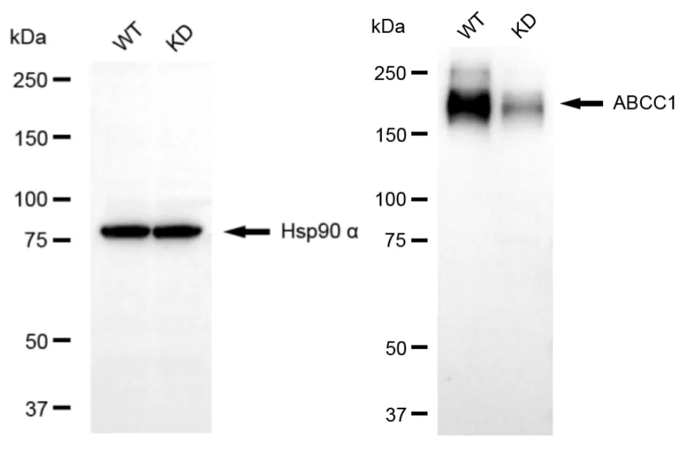 KD-Validated ABCC1 Recombinant Rabbit Monoclonal Antibody