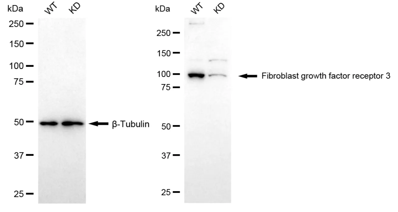 KD-Validated Fibroblast Growth Factor Receptor 3 Recombinant Rabbit Monoclonal Antibody