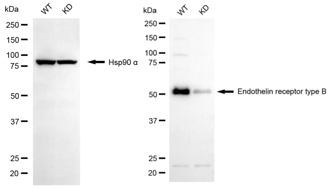 KD-Validated Endothelin Receptor Type B Recombinant Rabbit Monoclonal Antibody