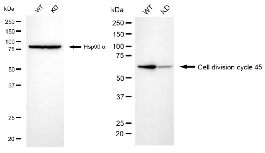 KD-Validated Cell Division Cycle 45 Recombinant Rabbit Monoclonal Antibody