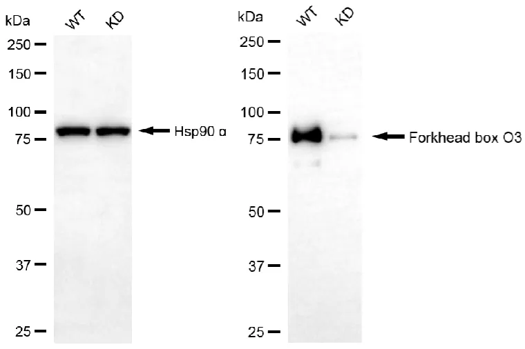 KD-Validated Forkhead Box O3 Recombinant Rabbit Monoclonal Antibody