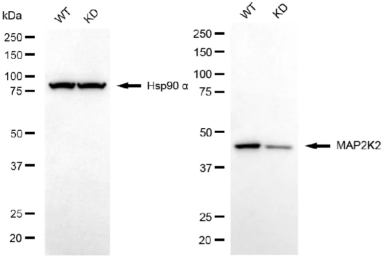 KD-Validated MAP2K2 Recombinant Rabbit Monoclonal Antibody