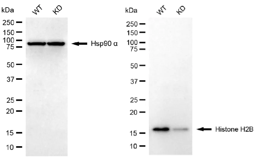 KD-Validated H2B Clustered Histone 12 Recombinant Rabbit Monoclonal Antibody