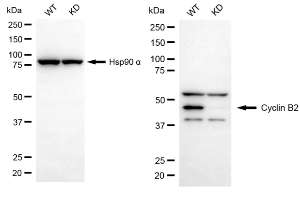 KD-Validated Cyclin B2 Recombinant Rabbit Monoclonal Antibody