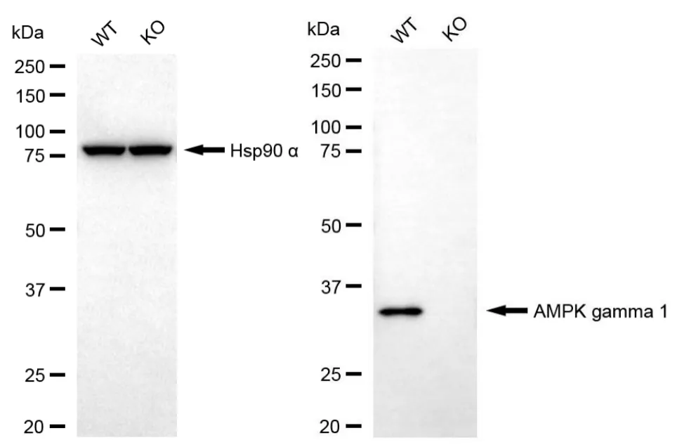 KD-Validated PRKAG1 Recombinant Rabbit Monoclonal Antibody