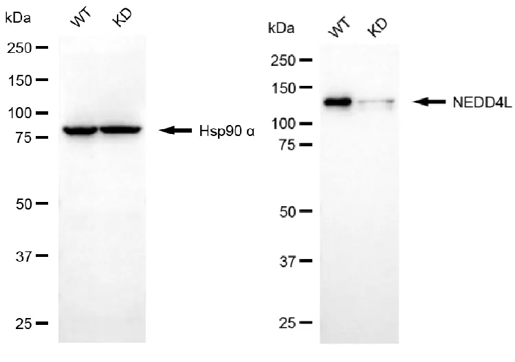 KD-Validated NEDD4L Recombinant Rabbit Monoclonal Antibody