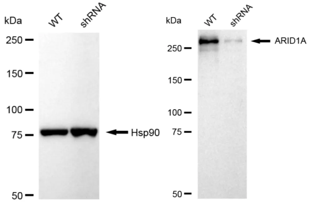 KD-Validated ARID1A Recombinant Rabbit Monoclonal Antibody