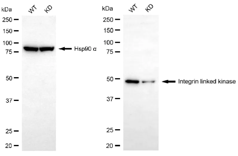 KD-Validated Integrin Linked Kinase Recombinant Rabbit Monoclonal Antibody