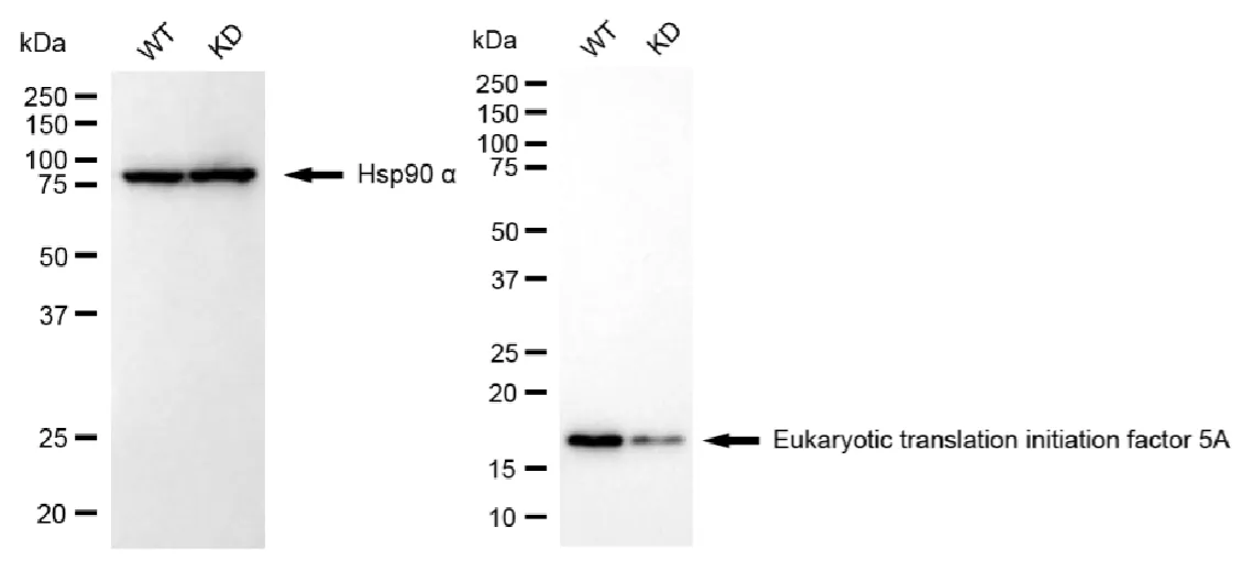 KD-Validated EIF5A Recombinant Rabbit Monoclonal Antibody