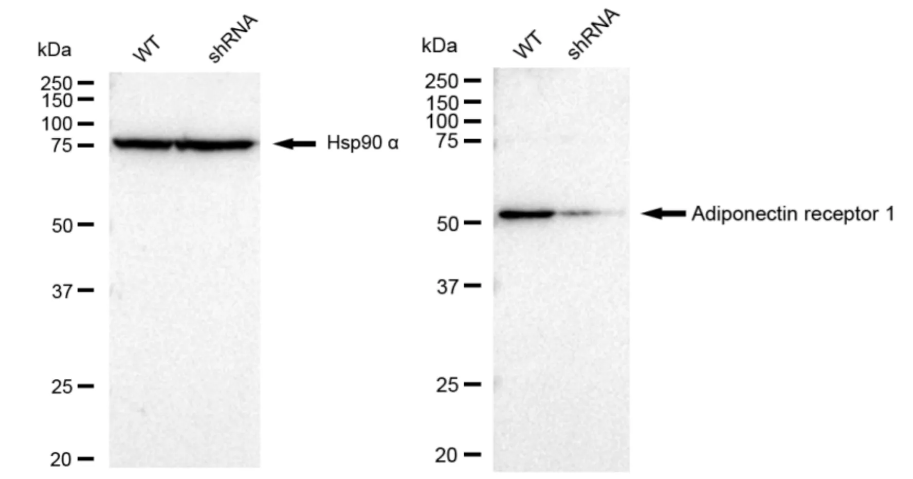 KD-Validated Adiponectin Receptor 1 Recombinant Rabbit Monoclonal Antibody