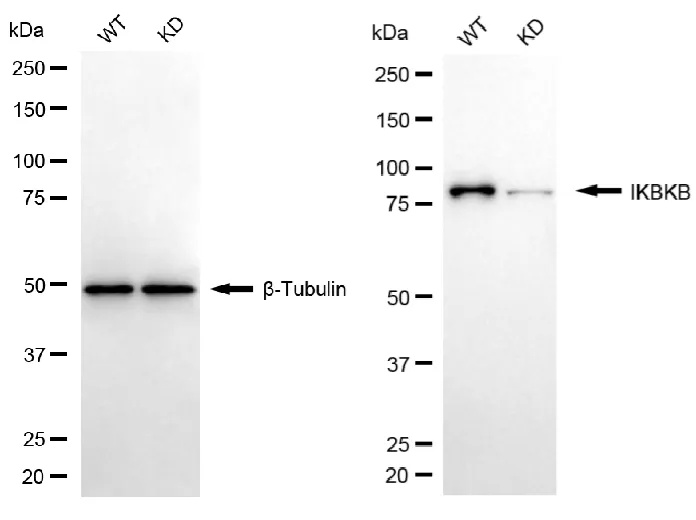 KD-Validated IKBKB Recombinant Rabbit Monoclonal Antibody