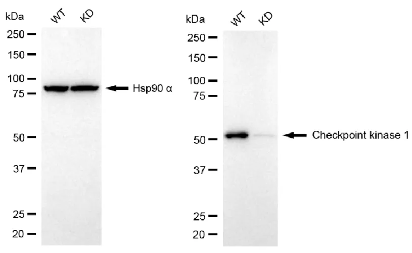 KD-Validated Checkpoint Kinase 1 Recombinant Rabbit Monoclonal Antibody