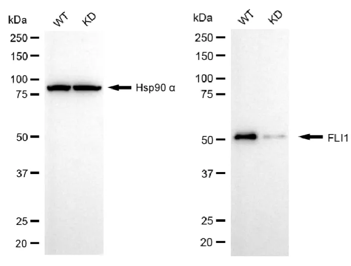 KD-Validated FLI1 Recombinant Rabbit Monoclonal Antibody