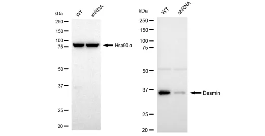 KD-Validated Desmin Recombinant Rabbit Monoclonal Antibody