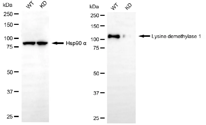 KD-Validated Lysine Demethylase 1 Recombinant Rabbit Monoclonal Antibody