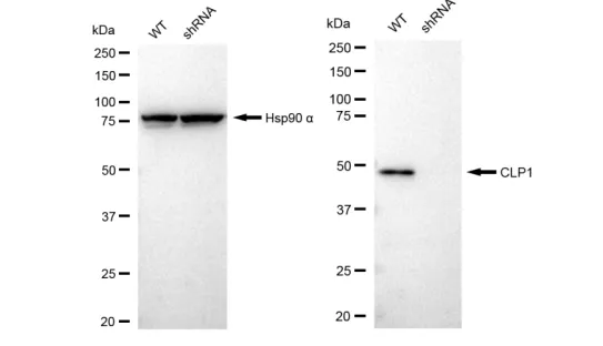 KD-Validated CLP1 Recombinant Rabbit Monoclonal Antibody