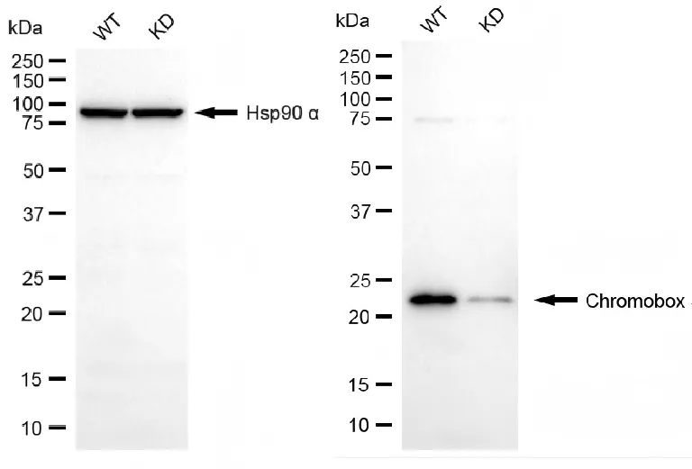 KD-Validated Chromobox Recombinant Rabbit Monoclonal Antibody