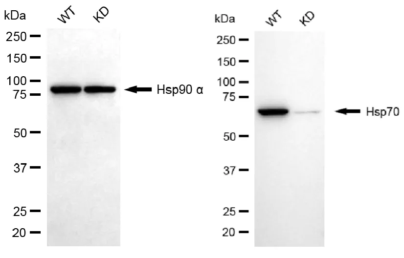 KD-Validated HSPA1A Recombinant Rabbit Monoclonal Antibody