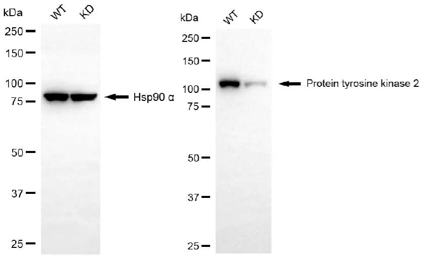 KD-Validated Protein Tyrosine Kinase 2 Recombinant Rabbit Monoclonal Antibody
