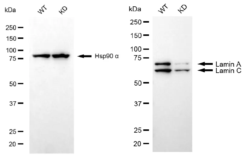 KD-Validated Lamin A/C Recombinant Rabbit Monoclonal Antibody