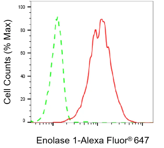 Flow cytometry - KD-Validated Enolase 1 Recombinant Rabbit Monoclonal Antibody - KVAb01441
