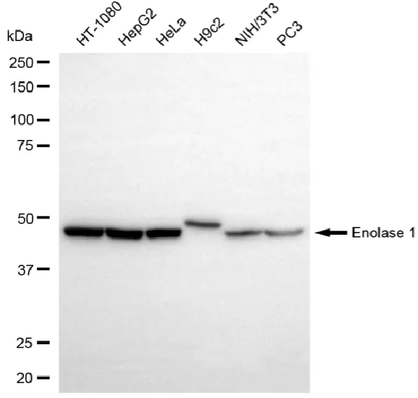 WesternBlot(WB) - KD-Validated Enolase 1 Recombinant Rabbit Monoclonal Antibody KVAb01441