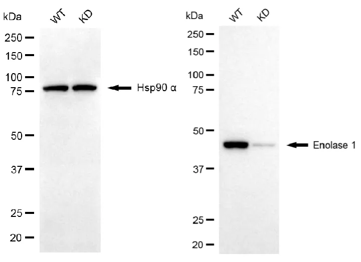 WesternBlot(WB) - KD-Validated Enolase 1 Recombinant Rabbit Monoclonal Antibody KVAb01441