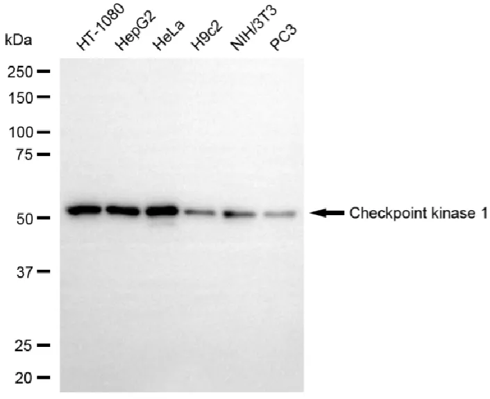 WesternBlot(WB) - KD-Validated Checkpoint Kinase 1 Recombinant Rabbit Monoclonal Antibody KVAb01442