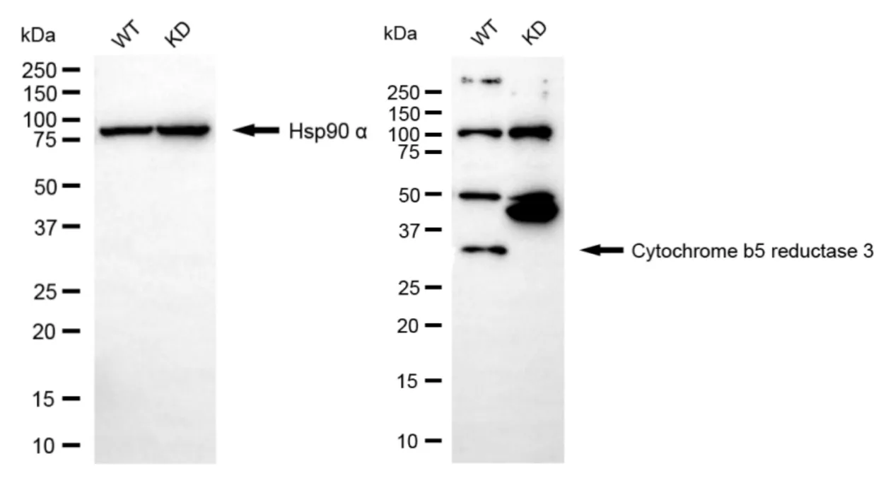 KD-Validated Cytochrome B5 Reductase 3 Recombinant Rabbit Monoclonal Antibody