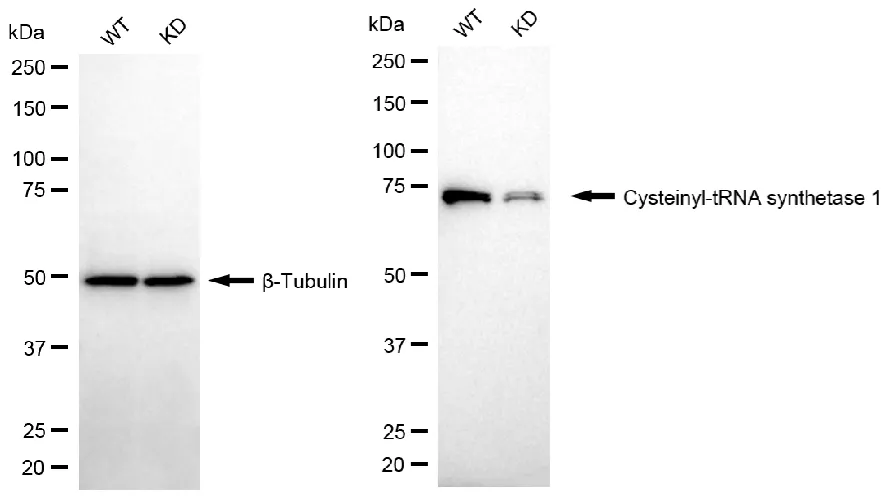 KD-Validated Cysteinyl-TRNA Synthetase 1 Recombinant Rabbit Monoclonal Antibody