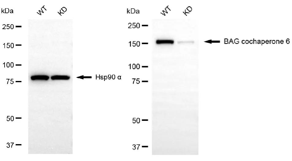 KD-Validated BAG Cochaperone 6 Recombinant Rabbit Monoclonal Antibody