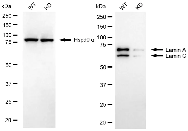 KD-Validated Lamin A/C Mouse Monoclonal Antibody