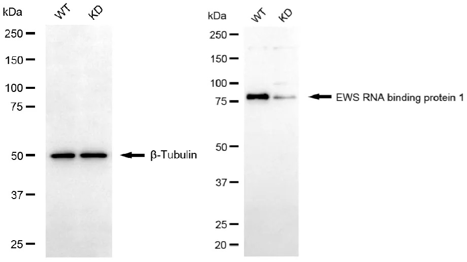 KD-Validated EWS RNA binding protein 1 Recombinant Rabbit Monoclonal Antibody