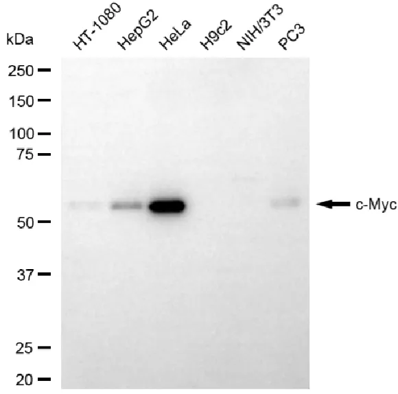 WesternBlot(WB) - KD-Validated MYC Mouse Monoclonal Antibody KVAb01452