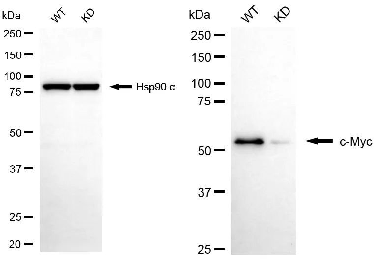 WesternBlot(WB) - KD-Validated MYC Mouse Monoclonal Antibody KVAb01452