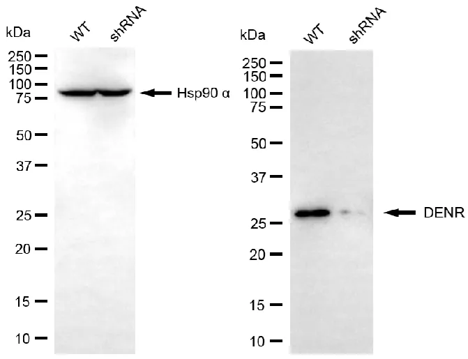 KD-Validated DENR Mouse Monoclonal Antibody