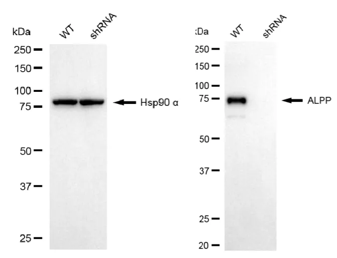 WesternBlot(WB) - KD-Validated ALPP Mouse Monoclonal Antibody KVAb01456