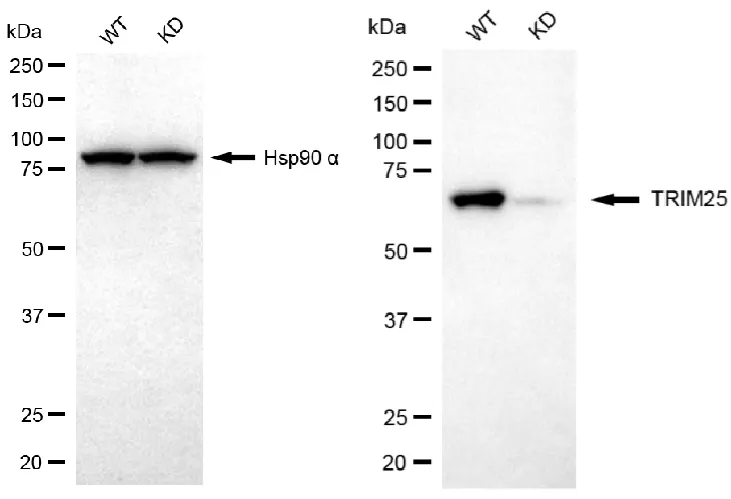 KD-Validated Tripartite Motif Containing 25 Recombinant Rabbit Monoclonal Antibody