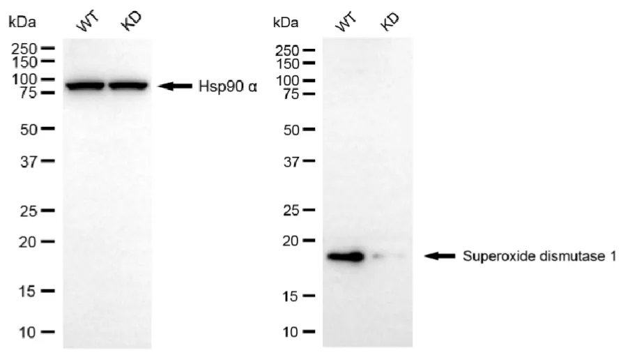 KD-Validated Superoxide Dismutase 1 Recombinant Rabbit Monoclonal Antibody